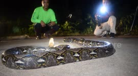 Huge python caught in road with its mouth open waiting for prey