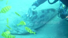 Filter Feeding whale sharks seen for the first time in Pondicherry, South India