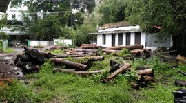 Train in a timber mill