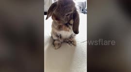 This adorable video shows a bunny cleaning himself in super slow motion