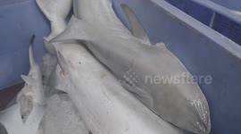 Baby Shark Finning Poachers in South East Asian Actively Prepare for Export