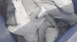 Baby Shark Finning Poachers in South East Asian Actively Prepare for Export