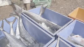 Shark Finning Poachers in South East Asian Actively Prepare for Export to the World