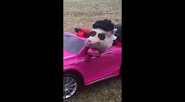 Prissy Pig Goes For A Ride In RC
