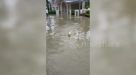 Two Jack Russells enjoy swimming in flooded road from storm Sinlaku