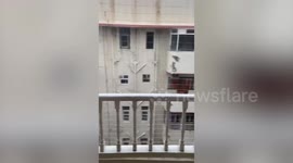 Palm tree swings back-and-forth like punch bag during Mumbai storms