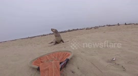 Sea lion with fishing line wrapped around neck is cut free in Namibia