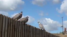 Feathered Friends Join Me in my Garden