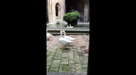 Goose Guard at Barcelona Cathedral - Uniform Optional