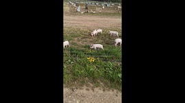 Piglet communication!