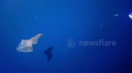 'Cleaning plastic from the ocean is my daily job' says diving instructor in southern India