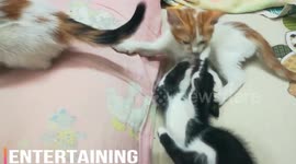 Fluffy Triplets Daily Show On Cats Bed Fight