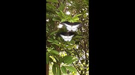 Rare video sees two butterflies engage in foreplay before mating in Southern East India.