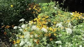 My Wild Summer Garden