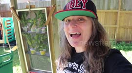 Monarch Caterpillar Harrison Transforms from a J into a Chrysalis