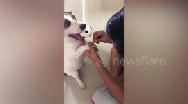 Puppy Has Manicure While Holding Ball In Mouth