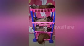 Four Pug Puppies Sleep In Vegetable Rack
