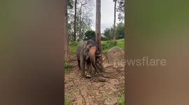 Elephant scratches head on tree while out for morning walk in Thailand