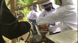 Honey cultivation in South Sumatra, Indonesia
