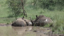Heaven! Three Rhinos wallow together in mud on a hot African day