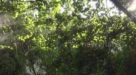 Magical sun rays shine through mist in a forest.