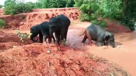 Three elephants cool off in muddy water in Thailand