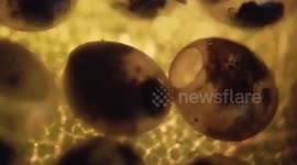 Parasitoid wasp chews out of caterpillar egg as males wait outside