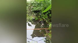 Stray dog rescued from pond in Thailand