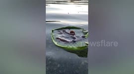 Baby salamanders ride on lily pad together