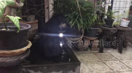 Stray dog cools off in shop's water fountain