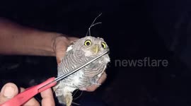 Tangled owl rescued from plastic net and released in eastern India