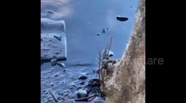 Environmental damage as Wakashio oil spill reaches coast of Mauritius