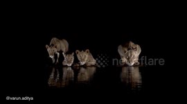 Stunning footage shows a pride of lions perfectly reflected on the waters surface