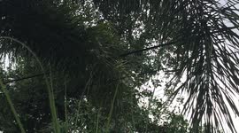 Monkey climbs along power lines in Thailand