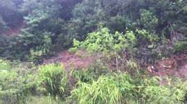 Shy wild monkeys play on hillside in southern Thailand