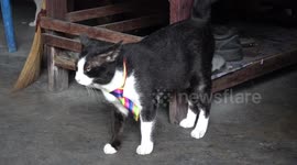 Bullied cat has fur marking resembling genitals on his face (with royalty free music)