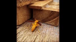 Honeybee taking off in slow motion