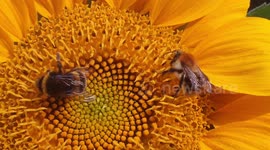 Bumblebees drink nectar