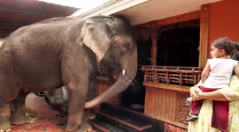 What kind of 35-year-old lives at home? This elephant in India