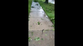 Wind in west Chicago suburbs cracks trees