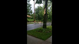 Tree down on power line in Chicagoland