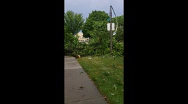 Aftermath of Derecho in Chicago area - tree snapped in half