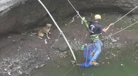Dog baffles three rescuers trying to scoop it out after falling into well