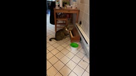 Cat plays piano to tell his owners' when he's hungry