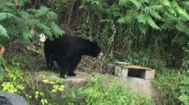 Mama bear gets VERY close in Hartford, Connecticut