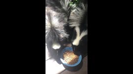 Skunks: The Smash & Grab Artist!