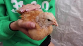 Raising Suburban Chicks