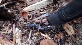 Spotted Salamander Uncovered