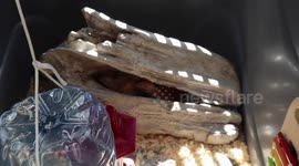 Dog Training my Alaskan Malamute Sojou To Protect our new chicks