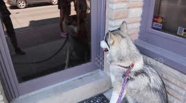 Alaskan Malamute Sojou Number One Fan of Dr. Gilmour her Vet